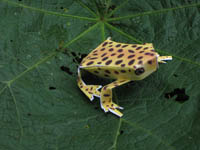 Atelopus balios