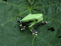 atelopus exiguus