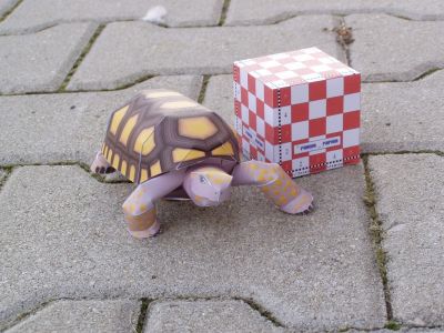Tortue (avec le cube)
