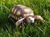 tortue1.jpg
