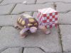 tortue3.jpg