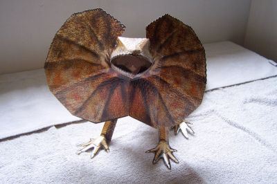 lÃ©zard a collerette
voici un lÃ©zard a collerette de la collection MB paperart
