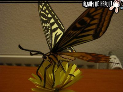 papillon 1
un papillon sur une fleur de canon
